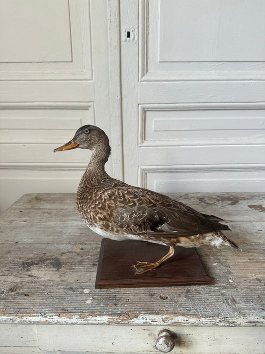 Canard