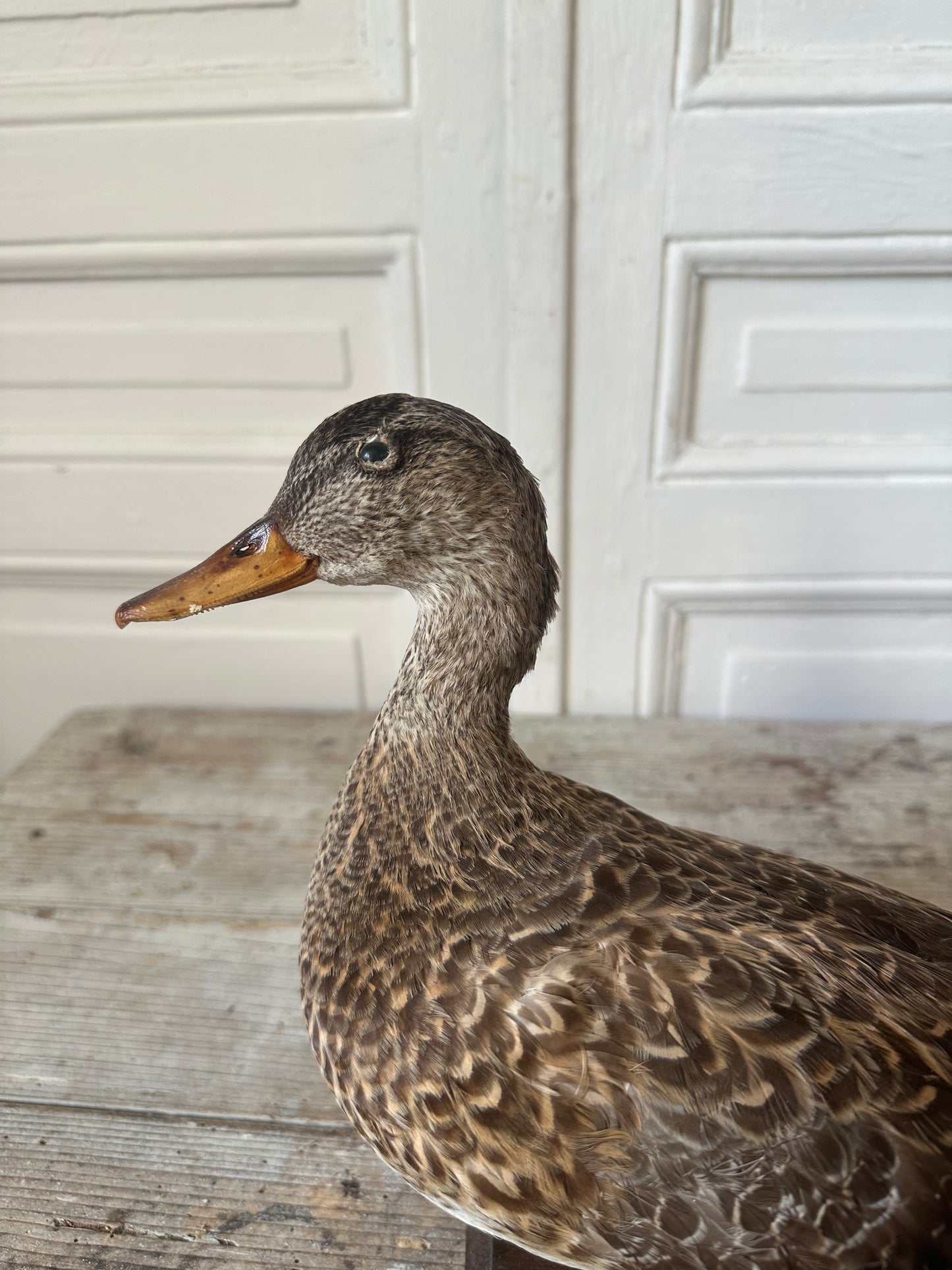 Canard