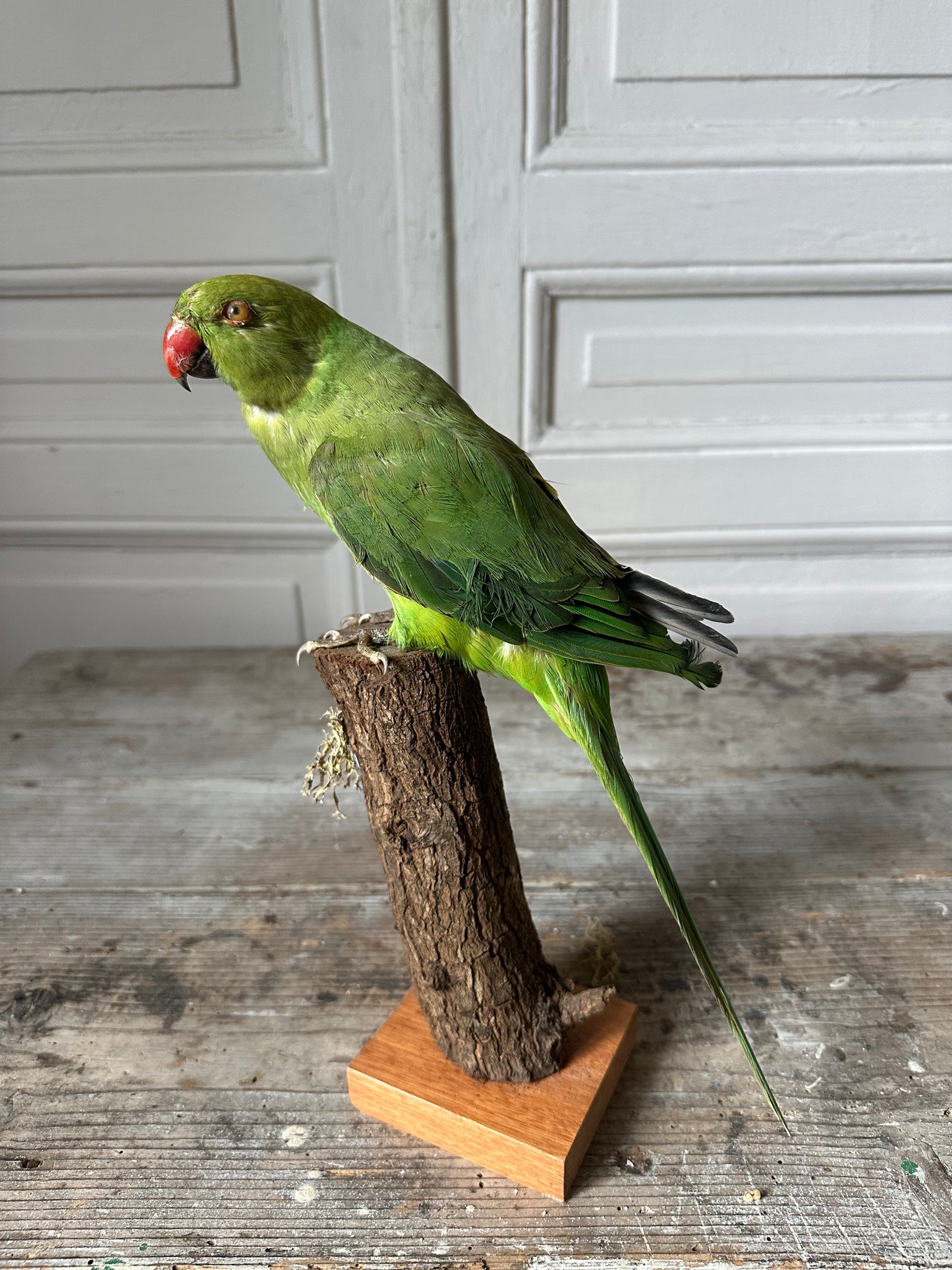 Perruche à collier