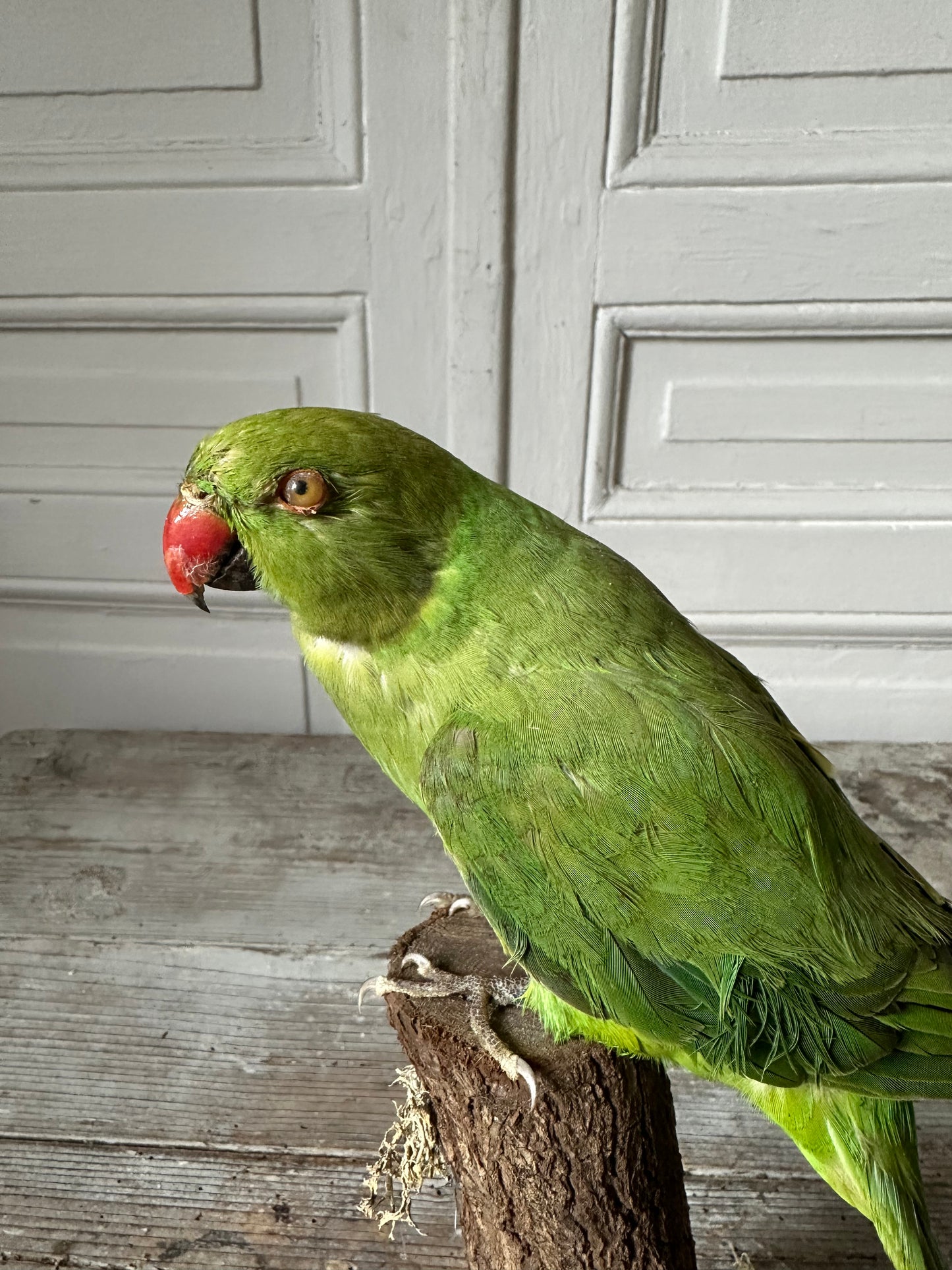 Perruche à collier