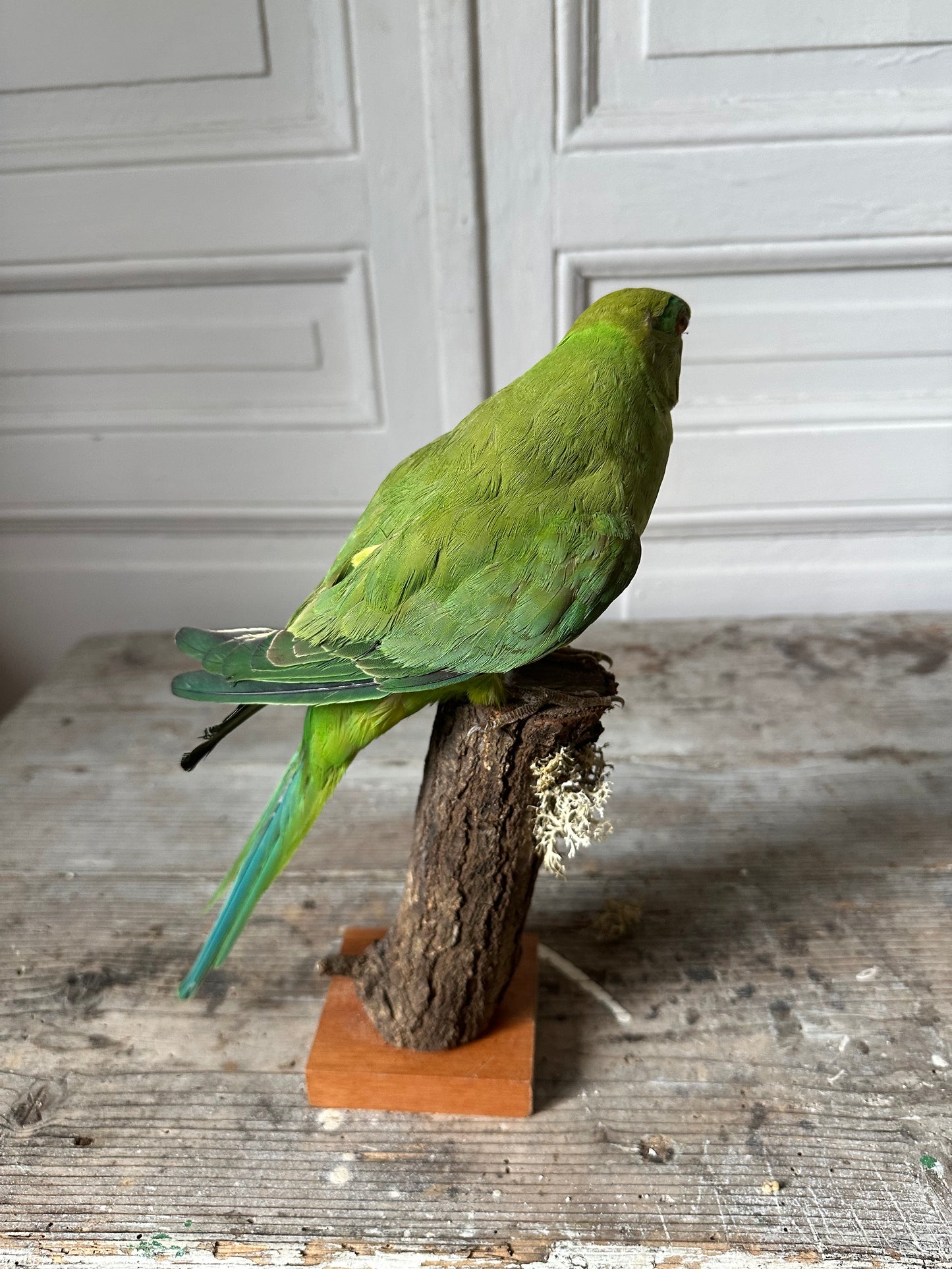 Perruche à collier