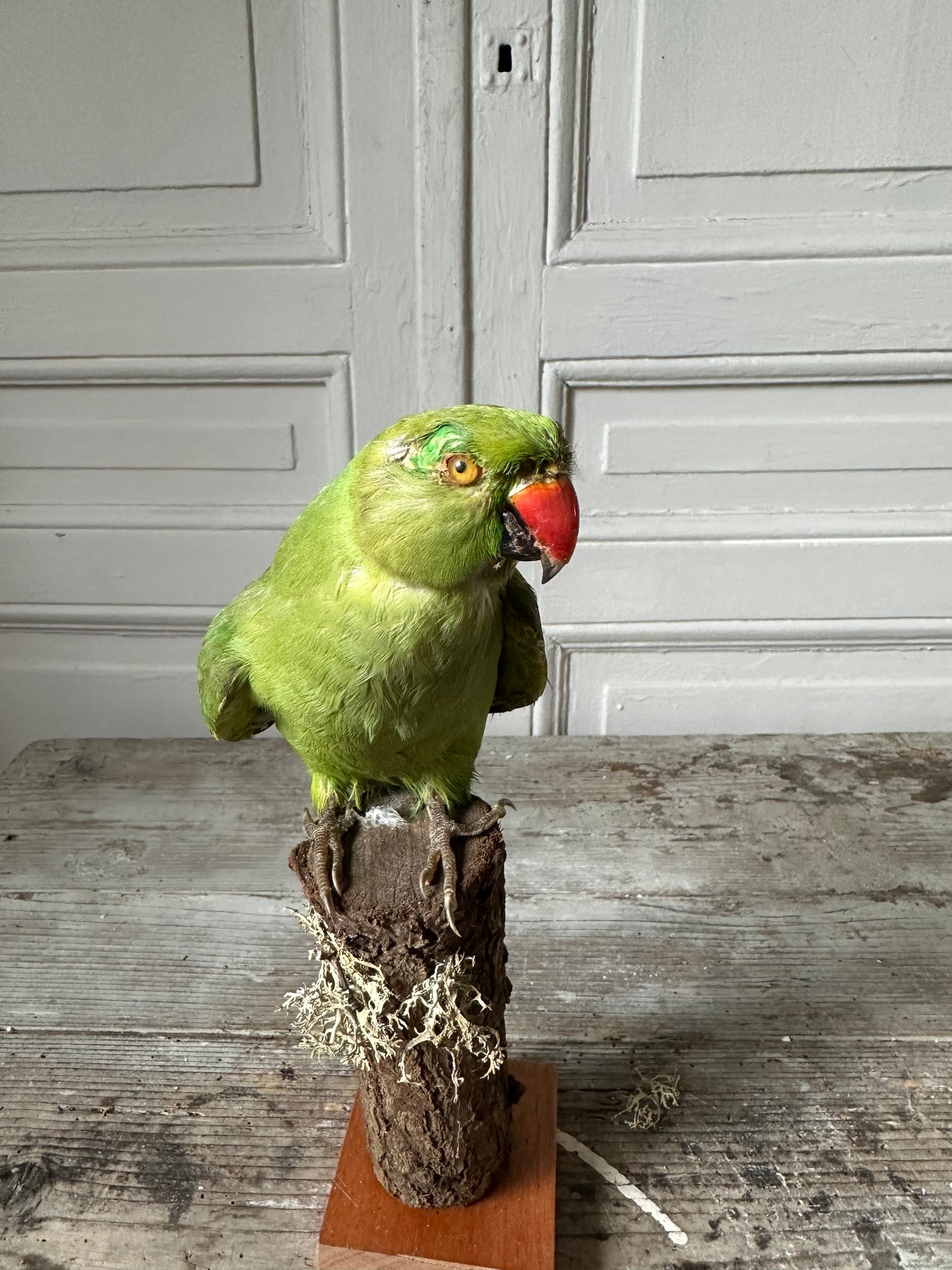 Perruche à collier