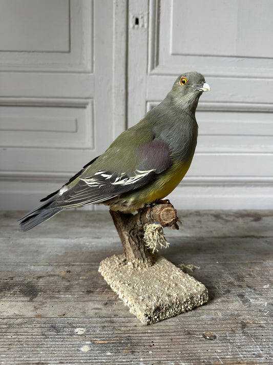 Pigeon colombar
