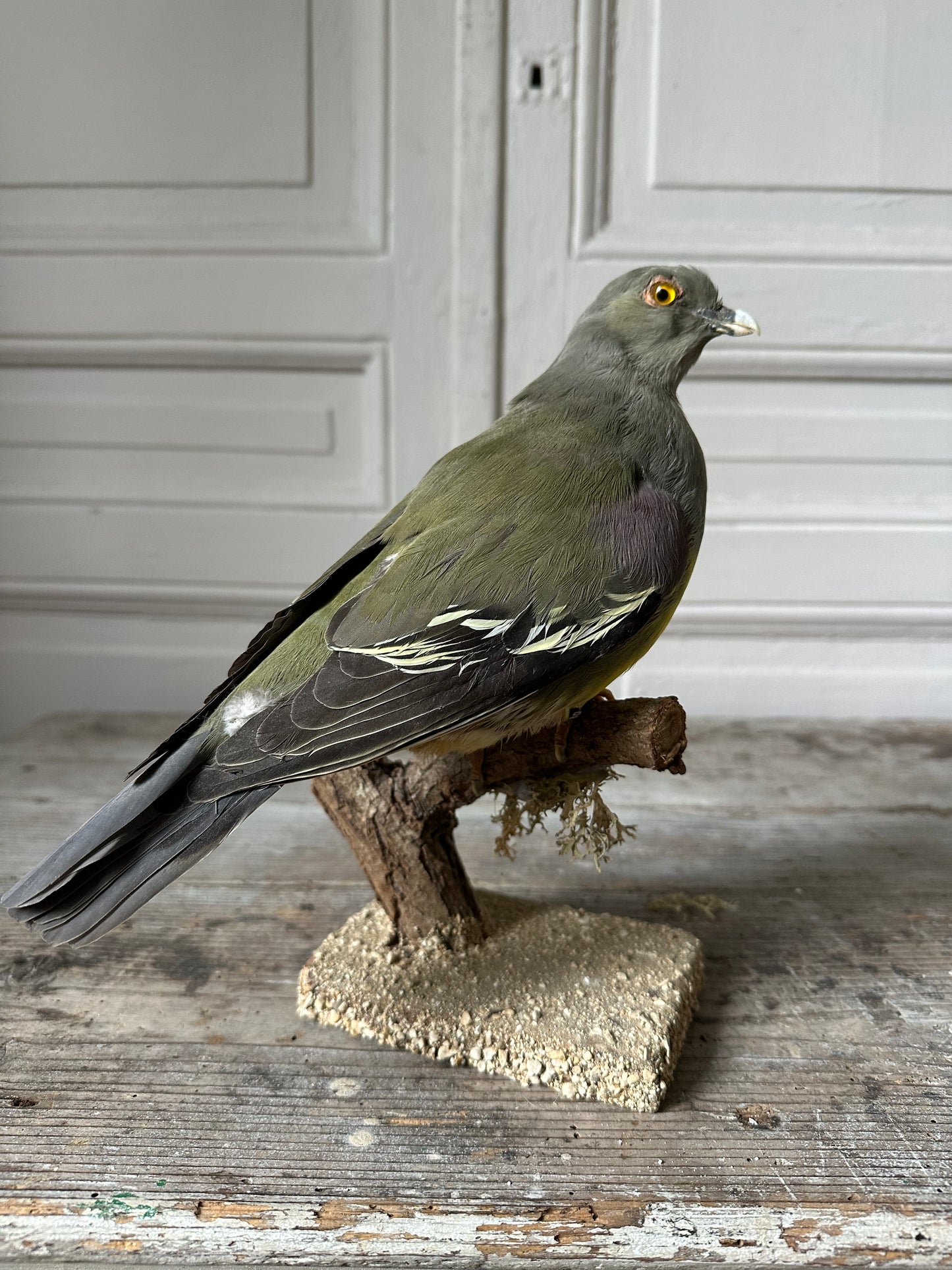 Pigeon colombar
