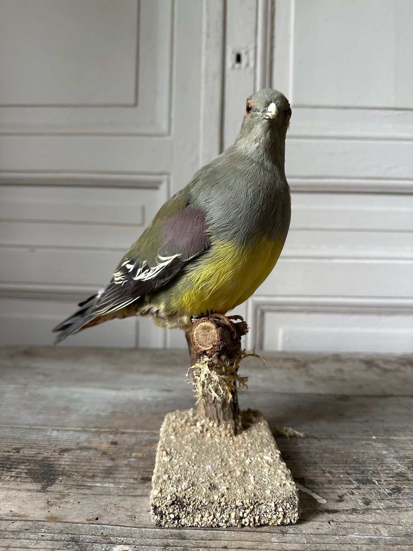 Pigeon colombar