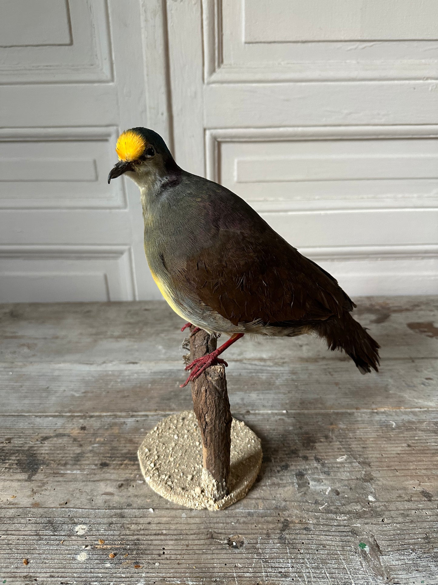 Pigeon exotique