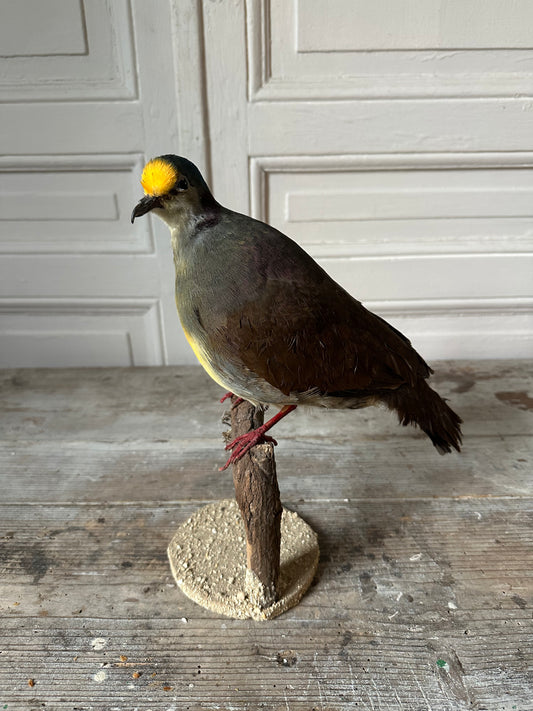 Pigeon exotique