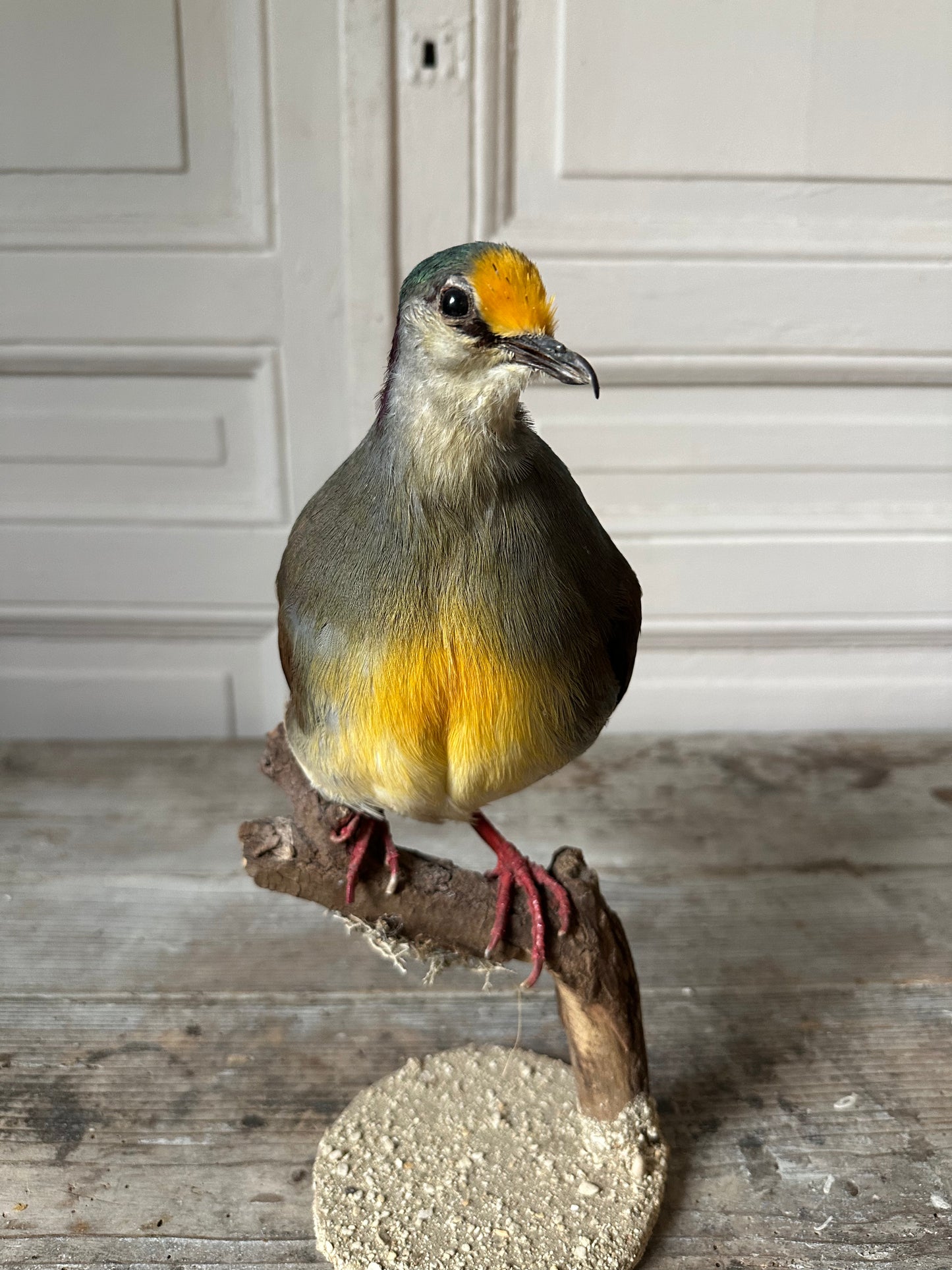 Pigeon exotique