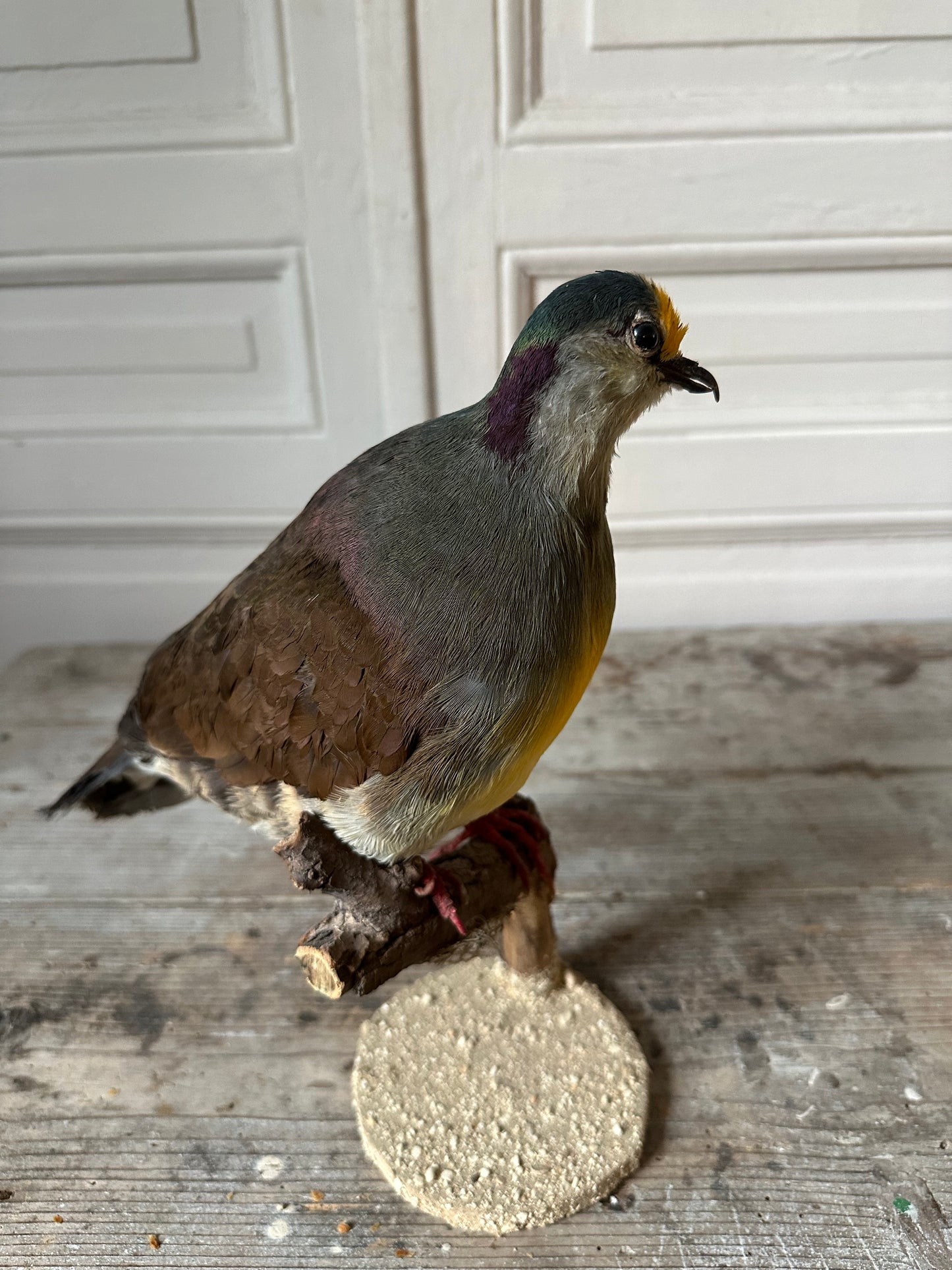 Pigeon exotique