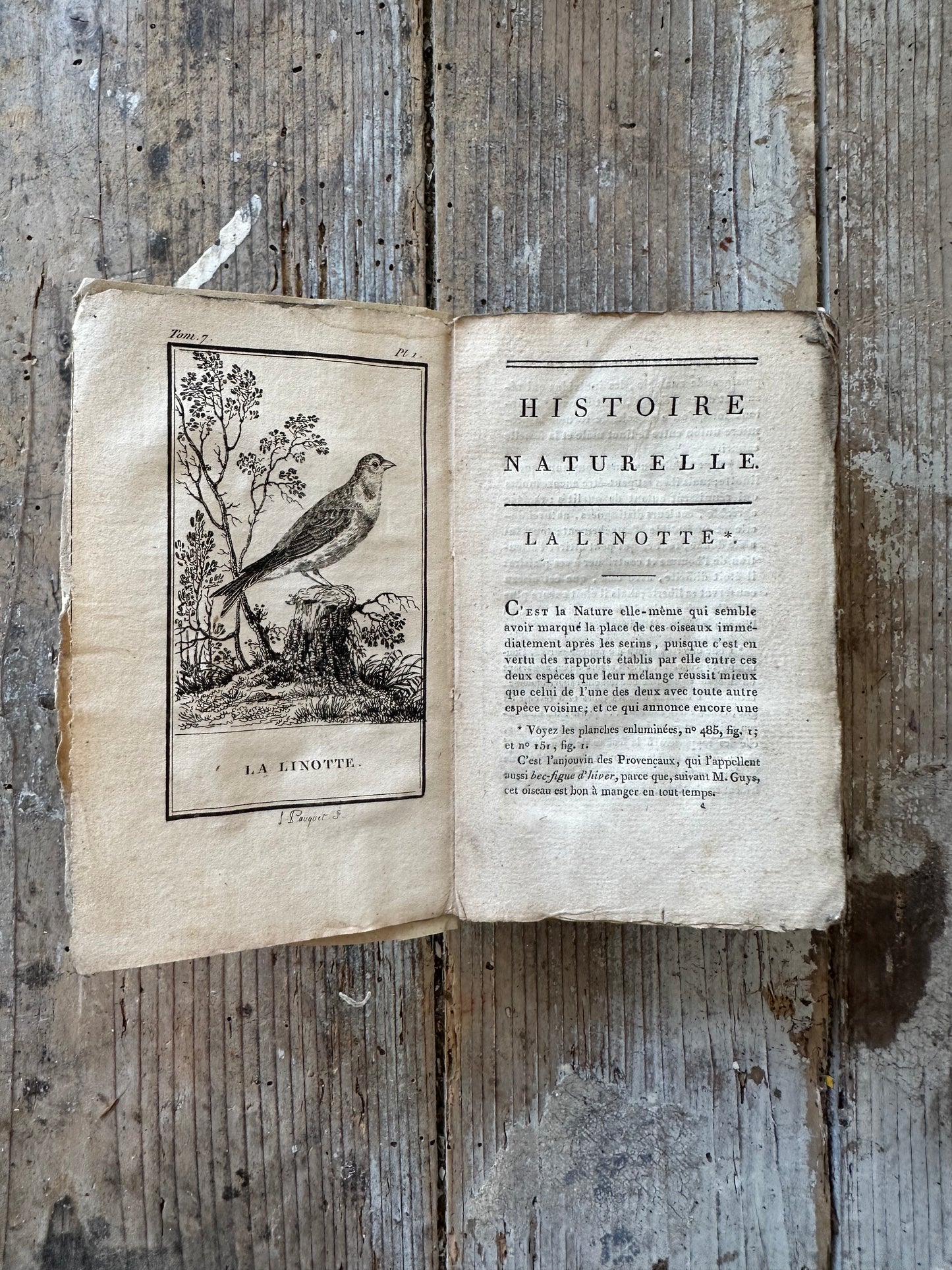 Livre la linotte