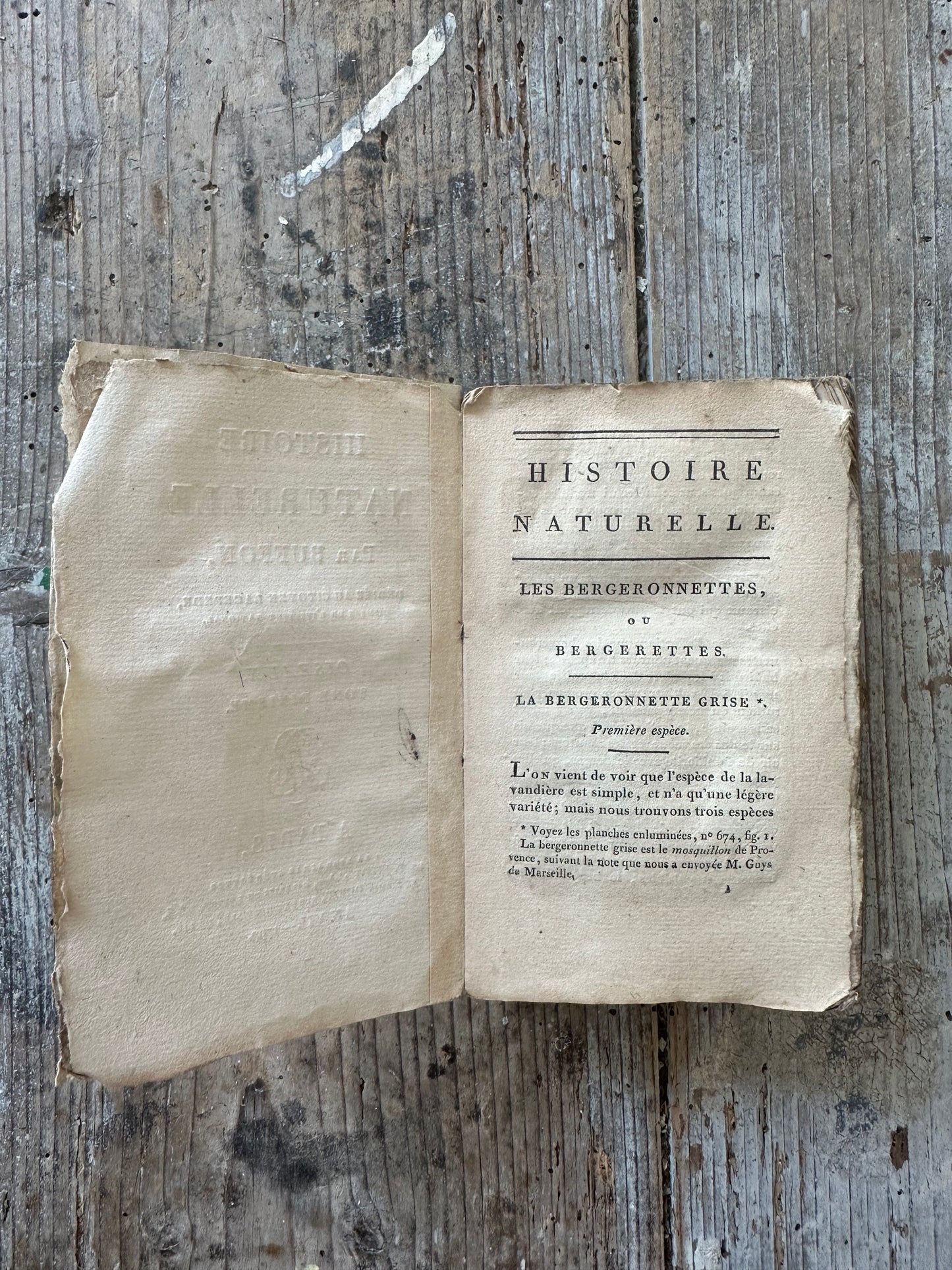 Livre bergeronnettes