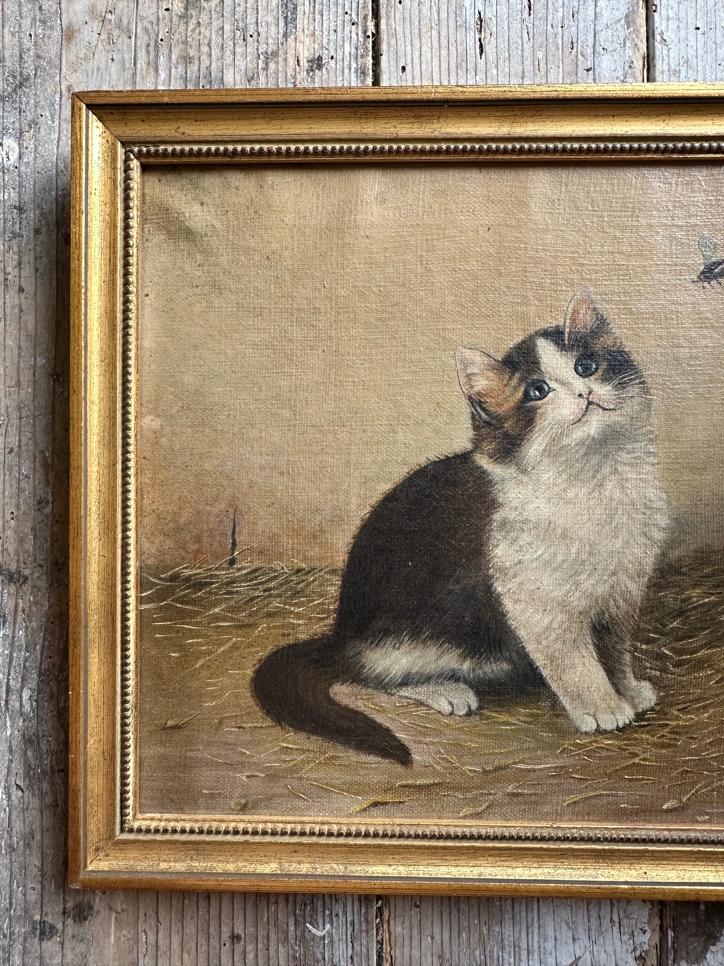 Le chat et la mouche