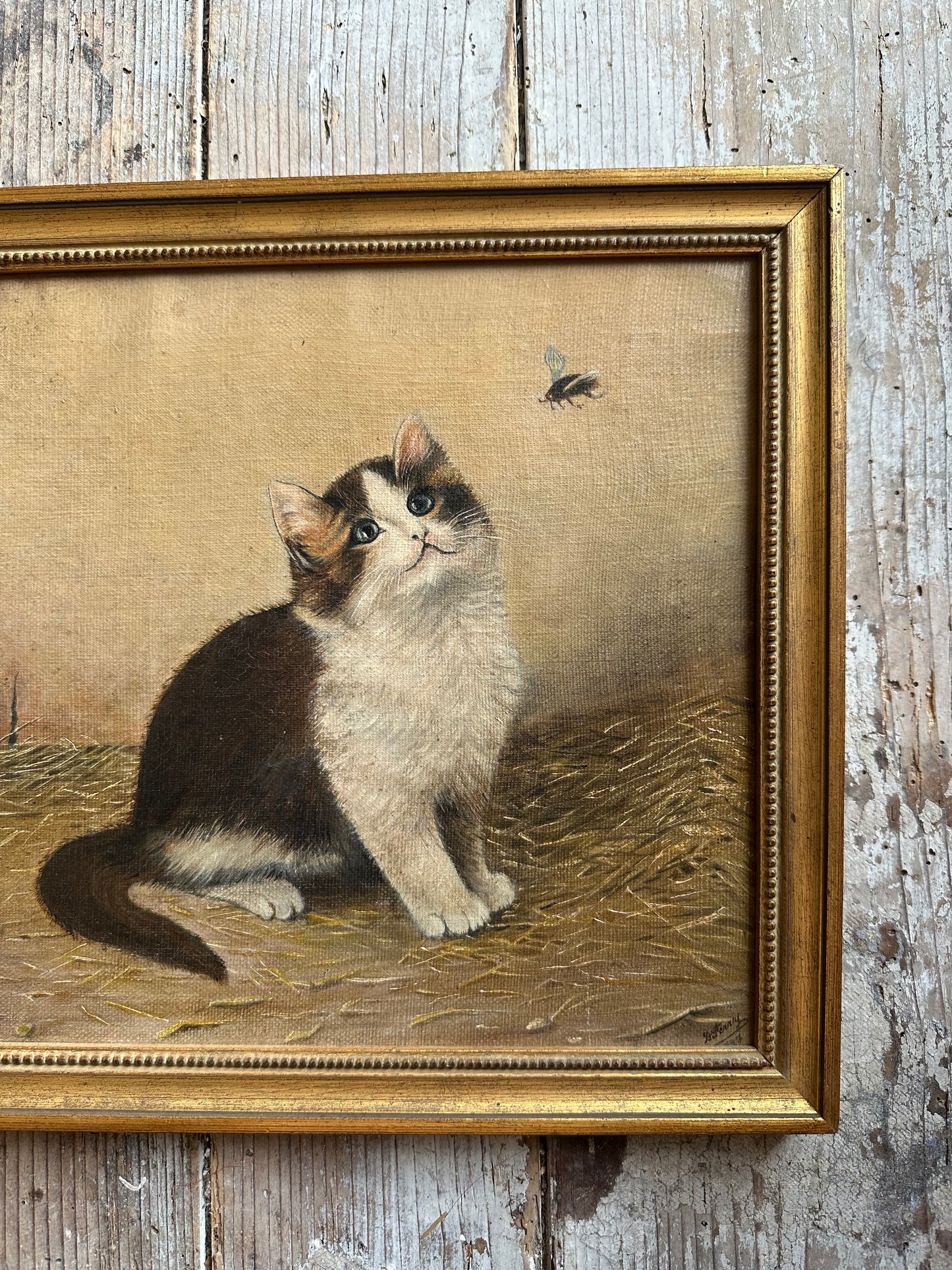 Le chat et la mouche