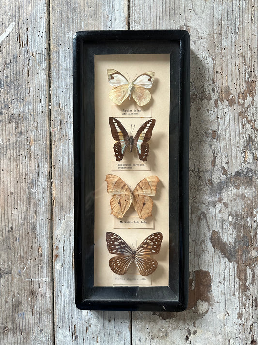 Papillons