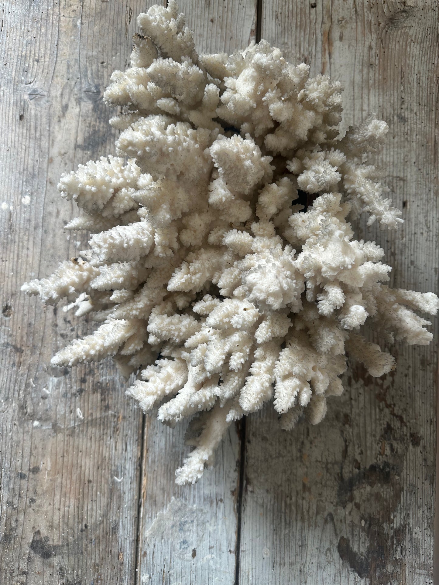 Corail