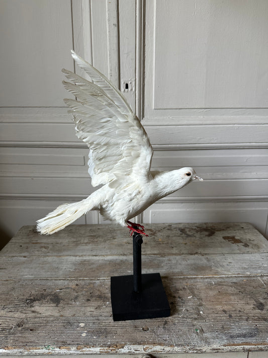 Pigeon blanc