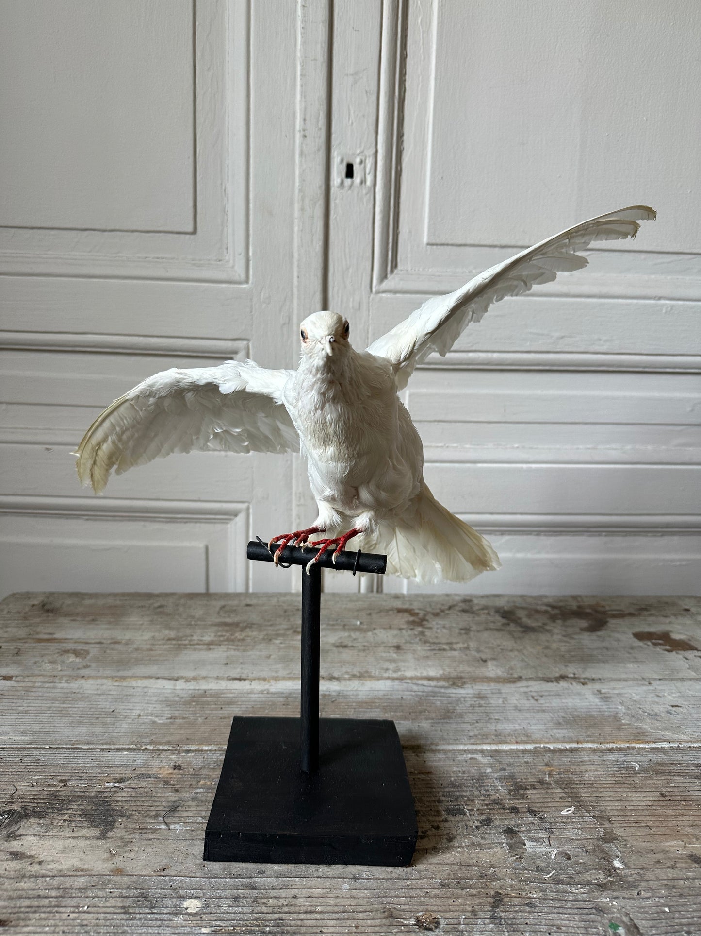 Pigeon blanc