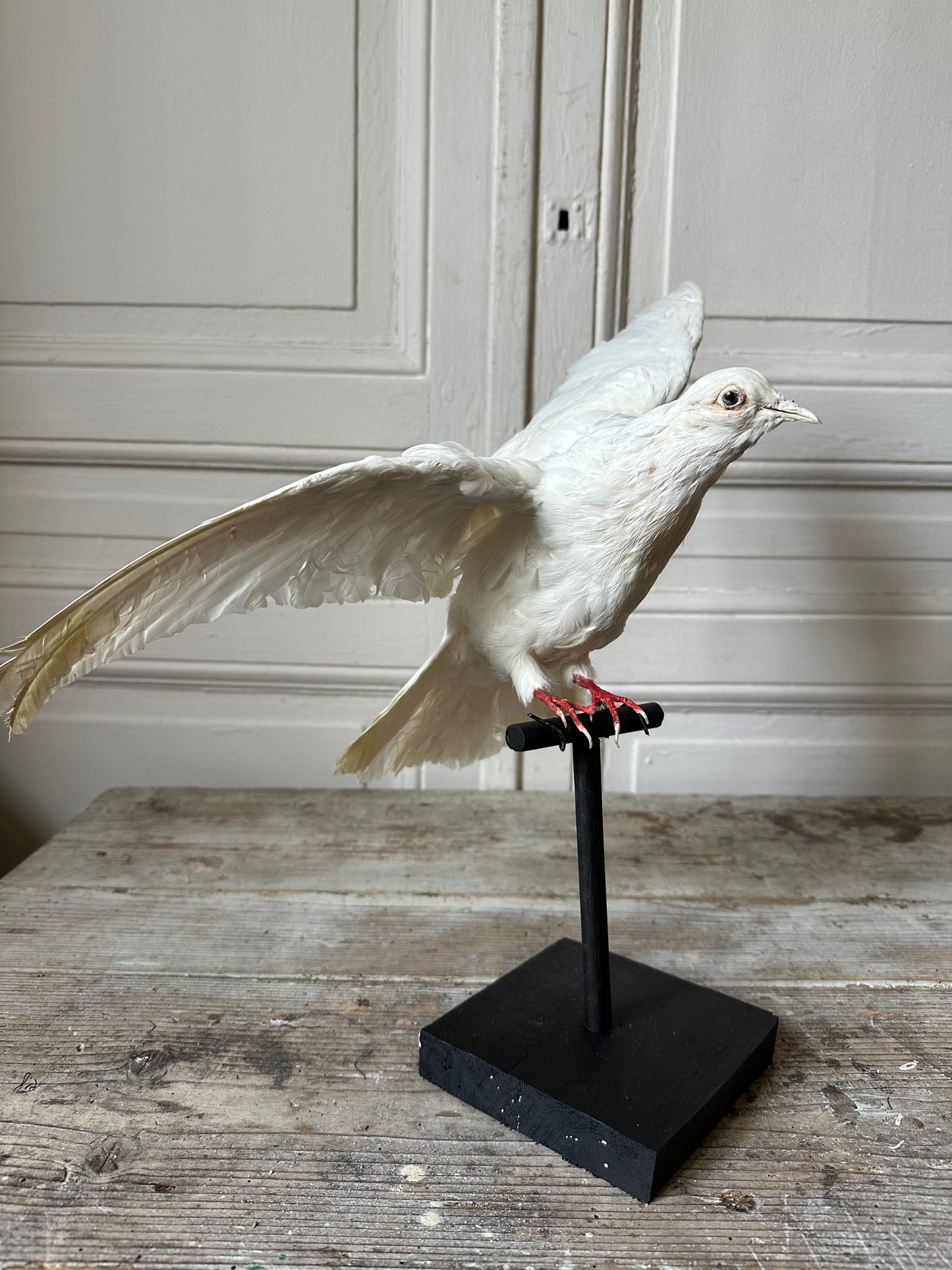 Pigeon blanc