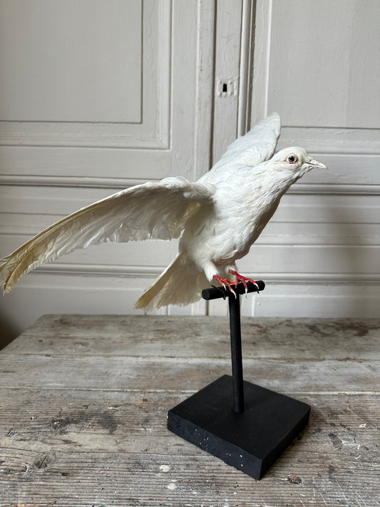 Pigeon blanc