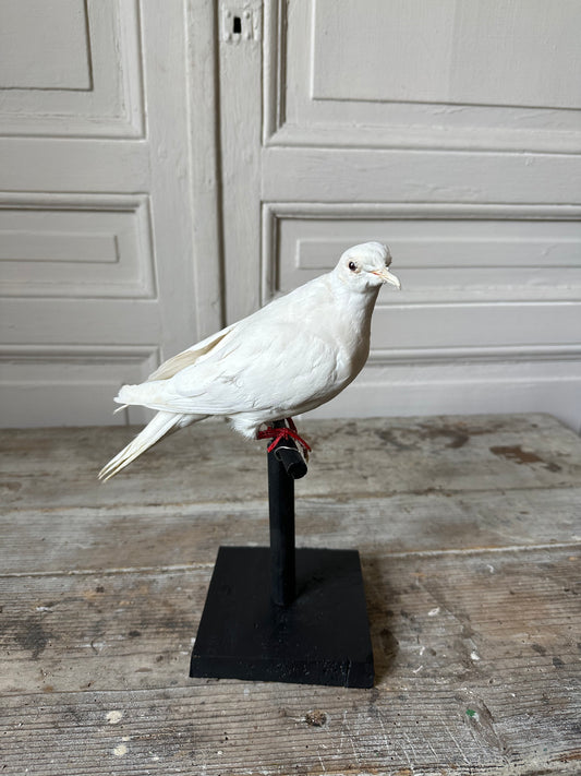 Colombe