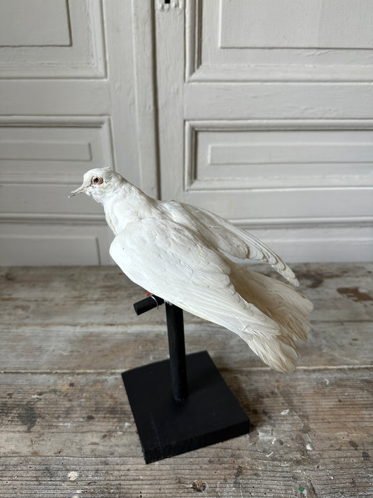 Colombe