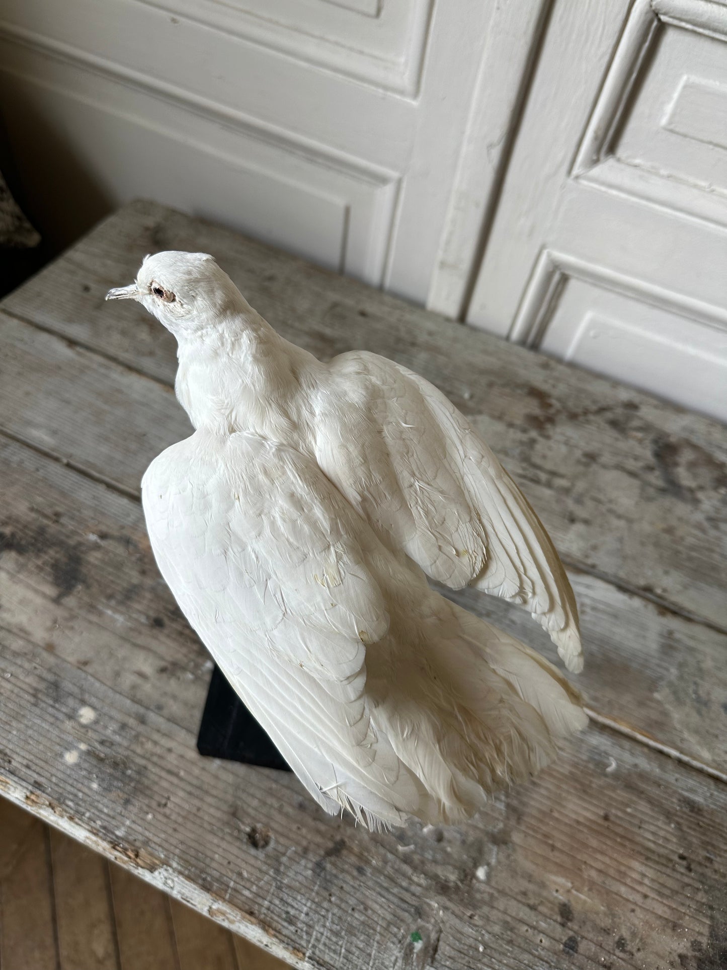 Colombe