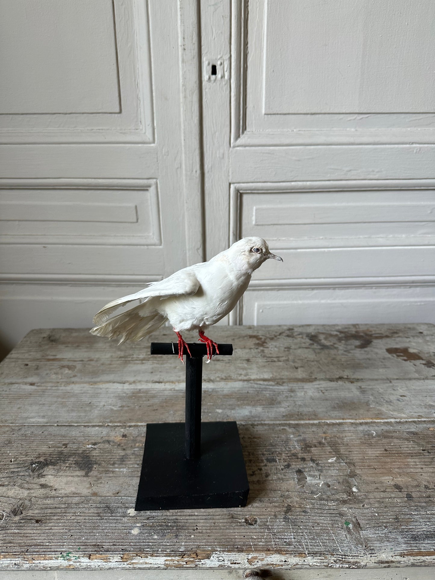 Colombe