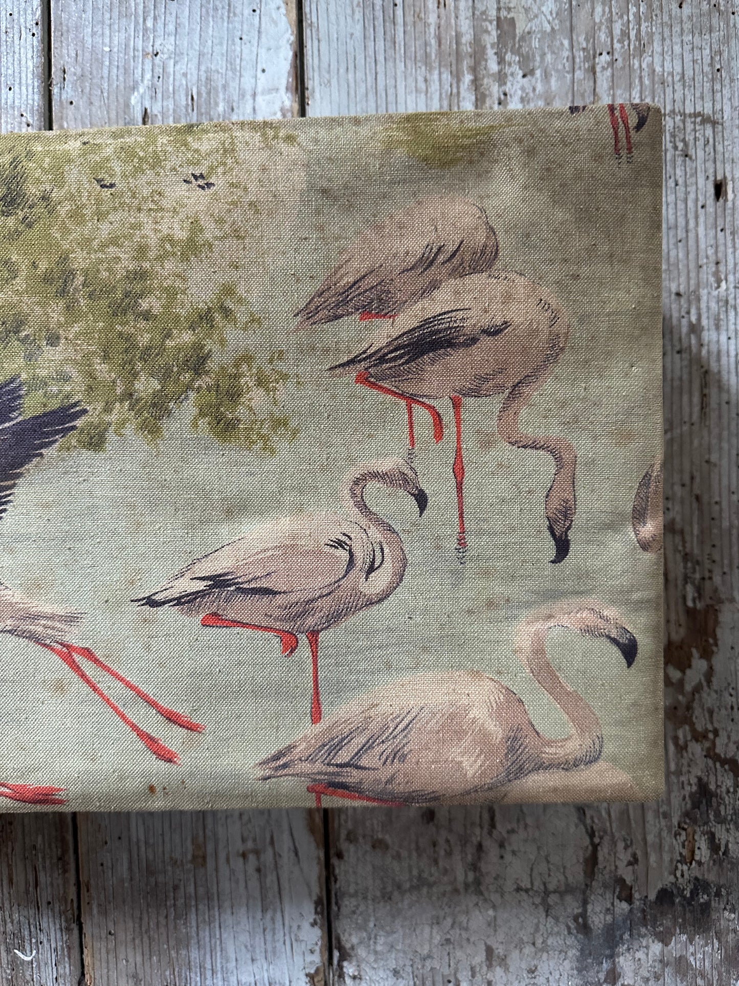 Les flamands roses
