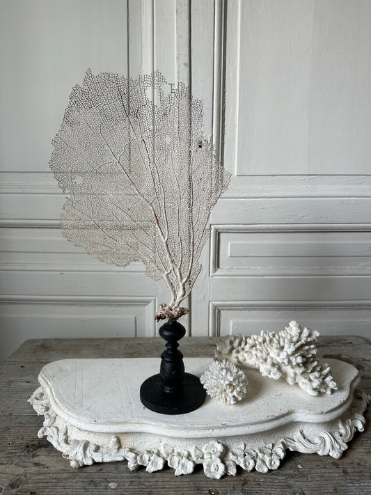 Gorgone blanche