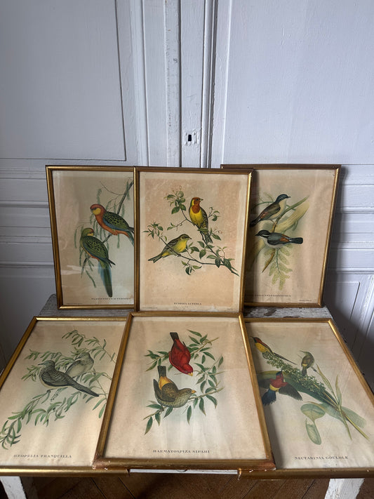 Gravures aux oiseaux