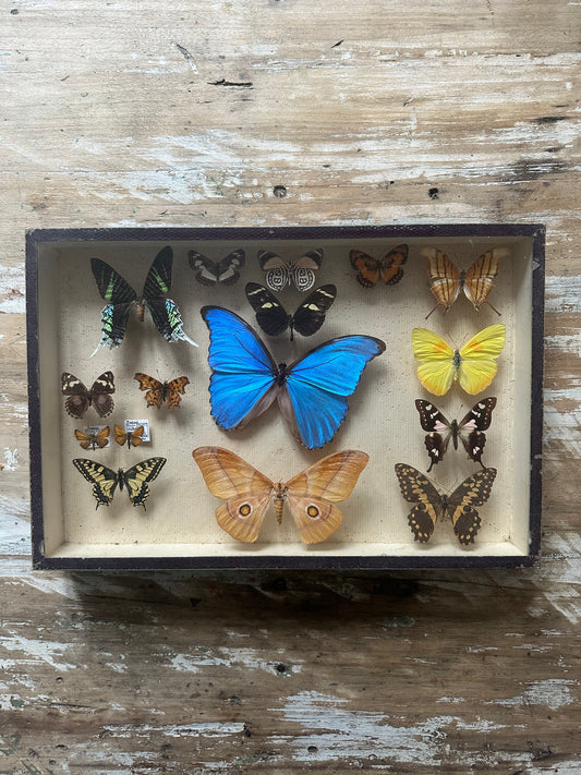 Boîte papillons