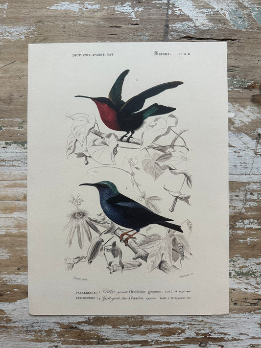Colibri