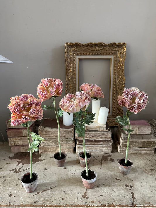 Pivoine