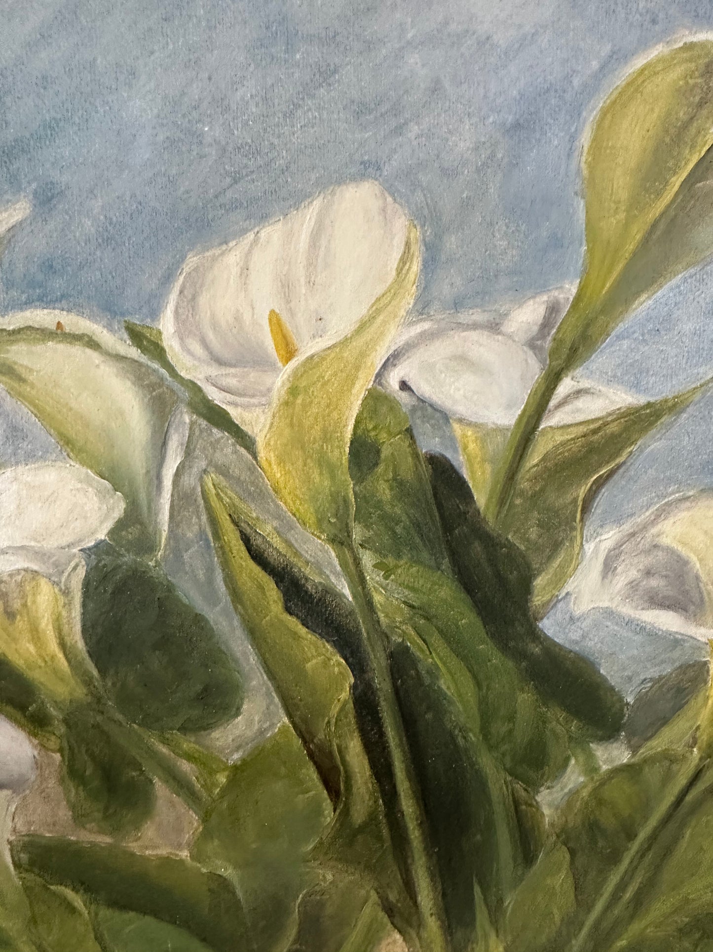 Les arums blancs