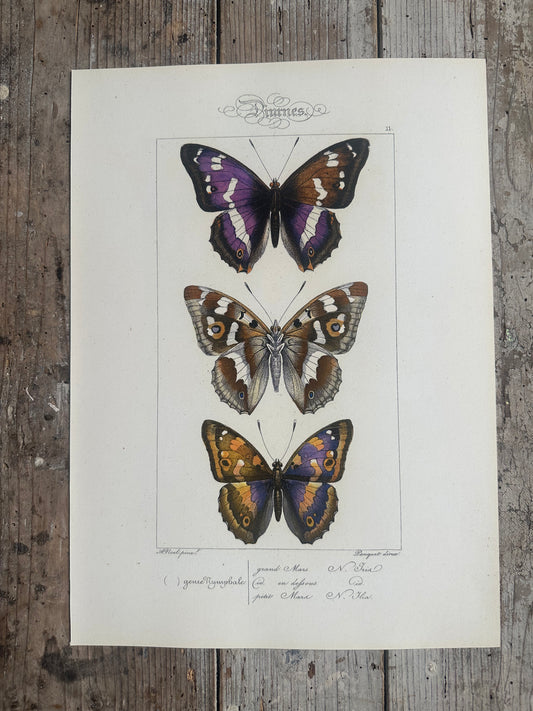 Papillons