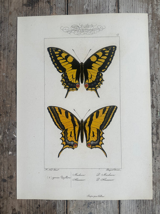 Papillons