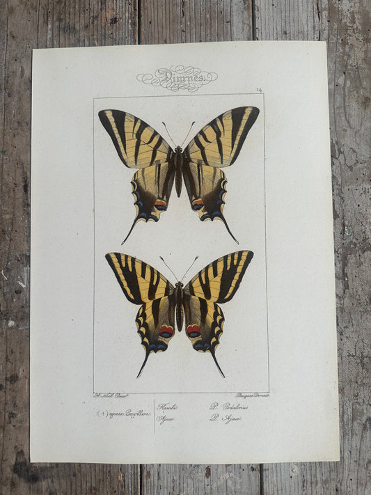 Papillons