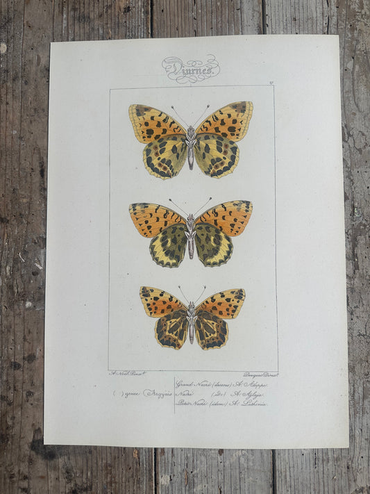 Papillons