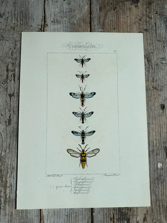 Papillons