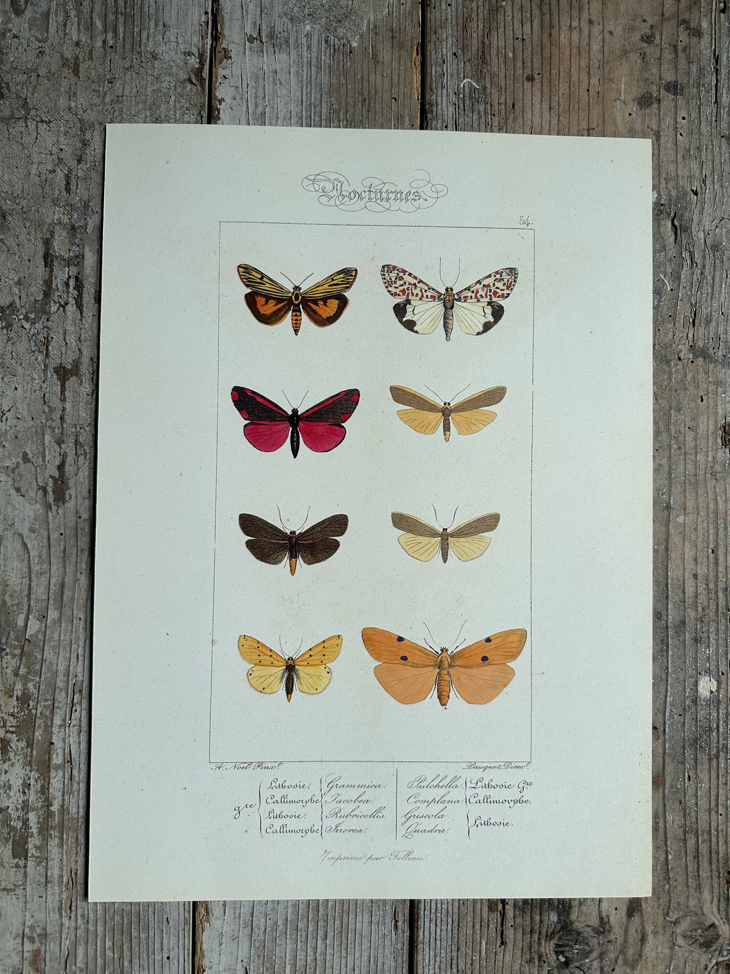 Papillons