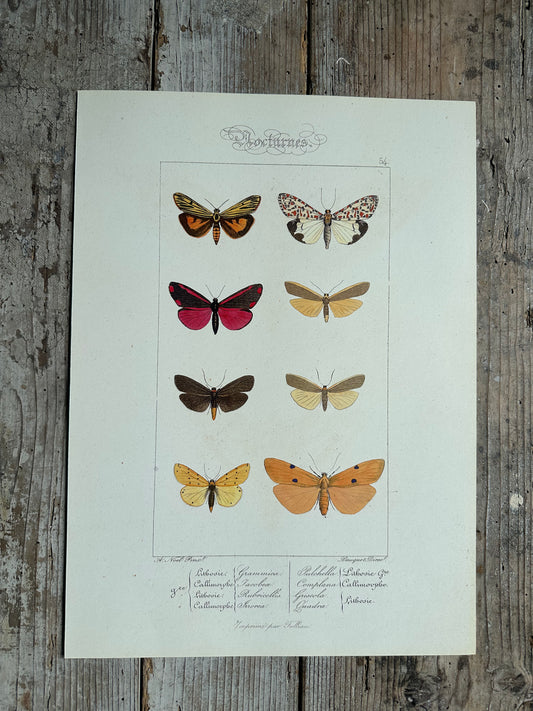 Papillons