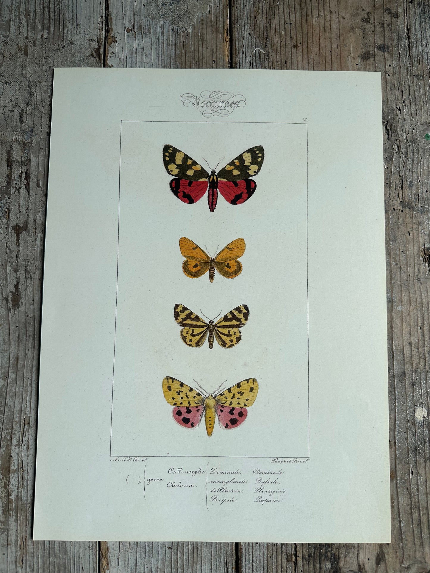 Papillons