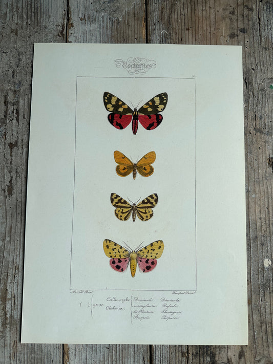 Papillons