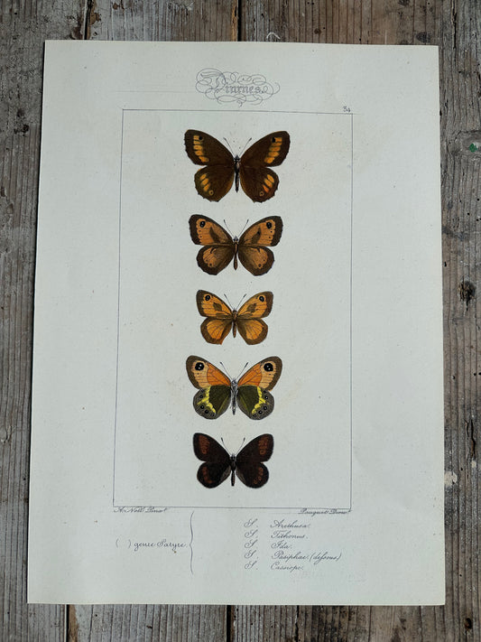 Papillons