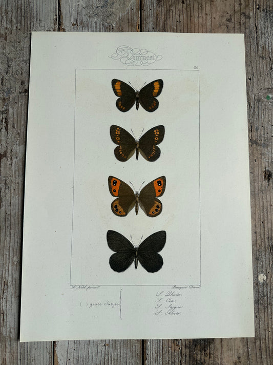 Papillons