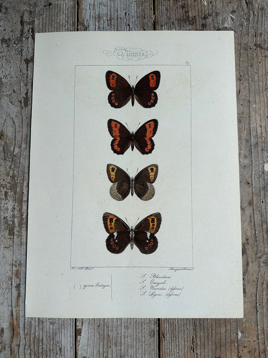 Papillons
