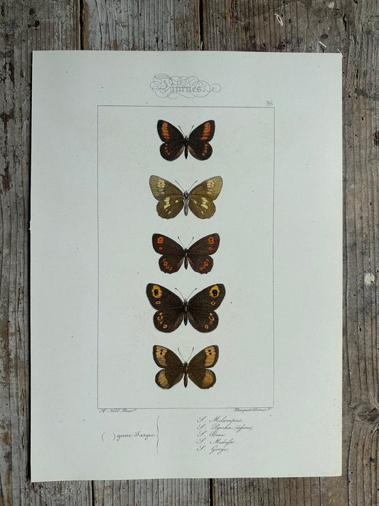Papillons