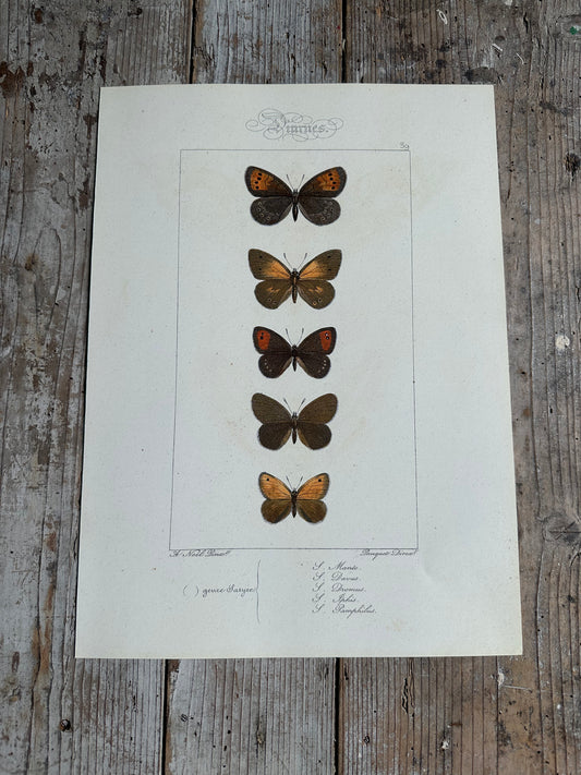 Papillons