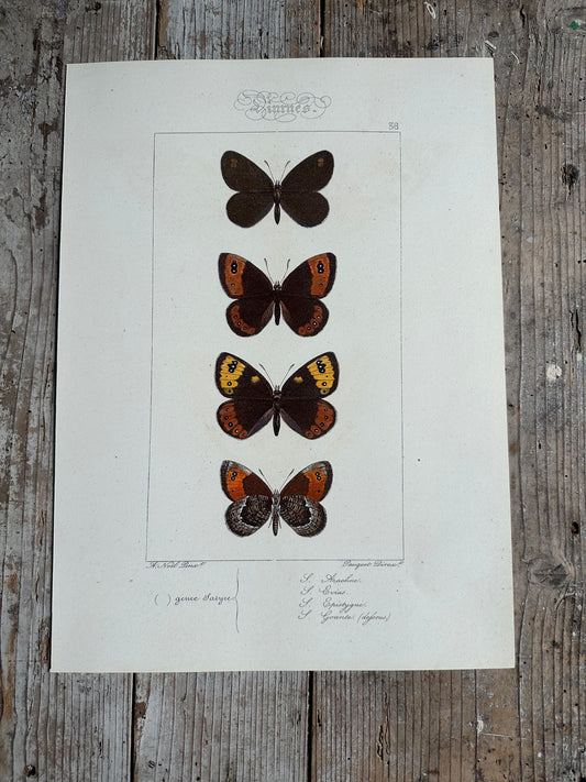 Papillons
