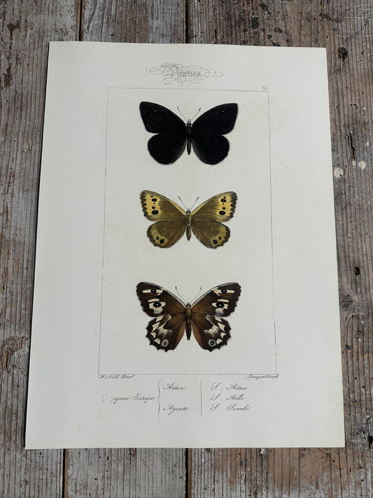Papillons